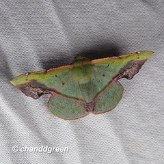 Fascellina plagiata