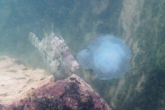 Stephanolepis cirrhifer