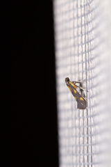 Euspilapteryx auroguttella