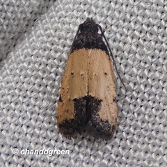 Tyrolimnas anthraconesa