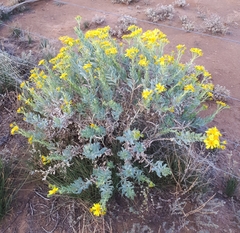 Senecio magnificus