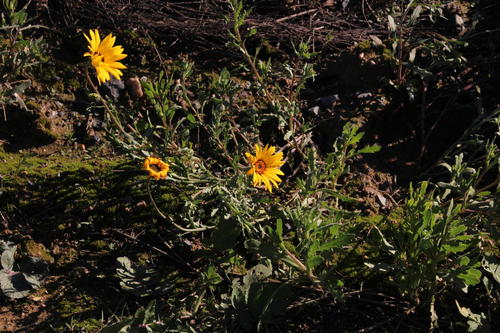 Dimorphotheca tragus, photograph 5