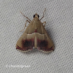 Endotricha repandalis