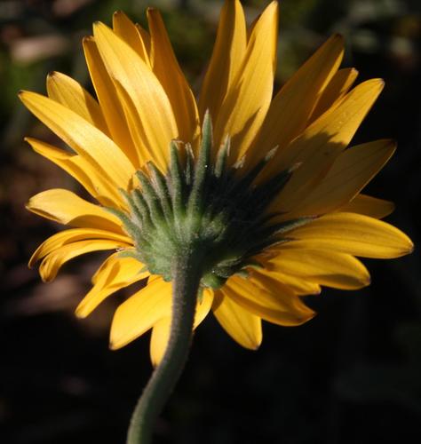Dimorphotheca tragus, photograph 6