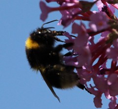 Bombus ruderatus