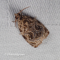 Phaecasiophora leechi