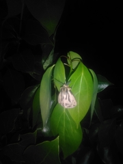 Ardices curvata