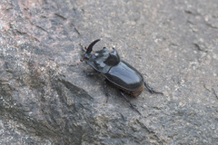 Trichogomphus mongol