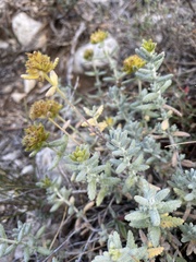 Teucrium aureum