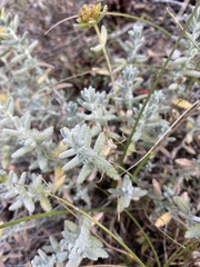 Teucrium aureum