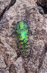 Lamprodila solieri
