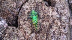 Lamprodila solieri