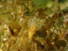 Aplidium turbinatum