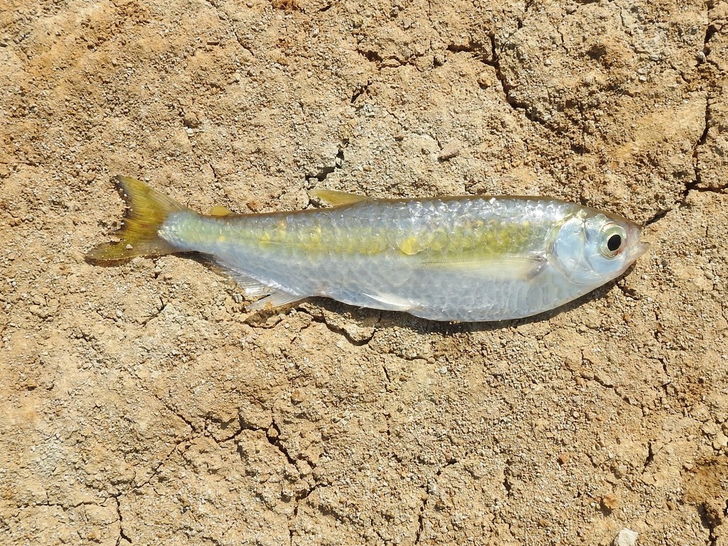 Witte vlagzalm (Triportheus albus) — Triportheidae