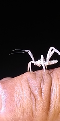 Saicinae