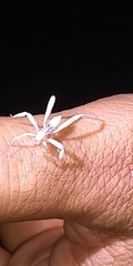 Saicinae