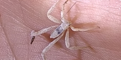 Saicinae