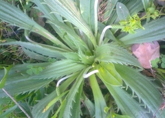 Plantago serraria