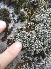 Hedwigia emodica