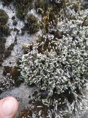 Hedwigia emodica