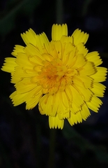 Hieracium amplexicaule