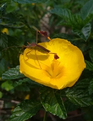 Anisoscelis scutellaris