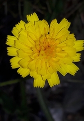 Hieracium amplexicaule