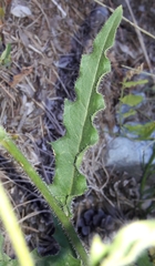 Hieracium amplexicaule