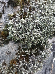 Hedwigia emodica