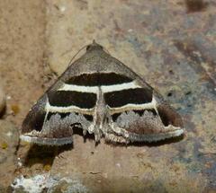 Grammodes exclusiva