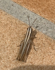 Euchorthippus chopardi