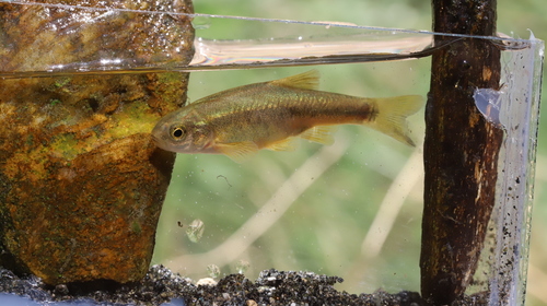 Evrotas minnow (Pelasgus laconicus) — Cyprinidae