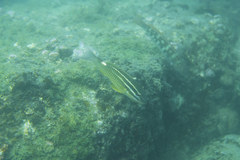 Parupeneus ciliatus