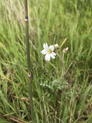 Cerastium arvense strictum