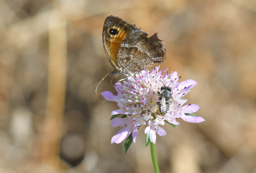 Southern Gatekeeper, 83210 Solliès-Toucas, France, photo 7 of 10