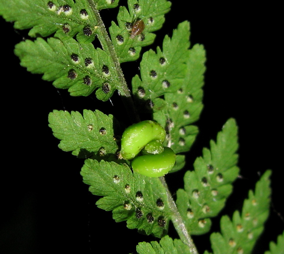 Cystopteris