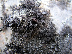 Cornicularia normoerica