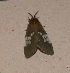 Palasea albimacula