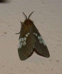 Palasea albimacula