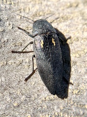 Buprestis dalmatina