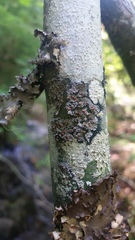 Fuscopannaria pacifica