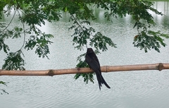 Dicrurus macrocercus