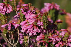 Erica abietina constantiana