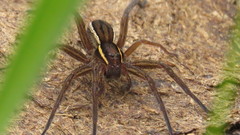 Dolomedes striatus