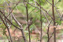 Phylloscopus trochilus acredula