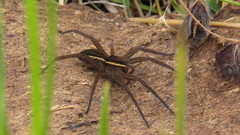 Dolomedes striatus