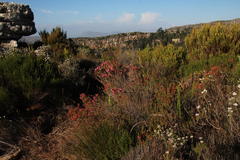 Erica abietina constantiana