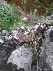 Dianthus graniticus