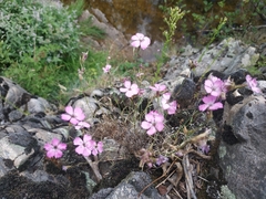 Dianthus graniticus