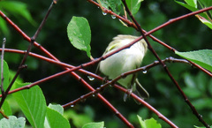 Phylloscopus trochiloides